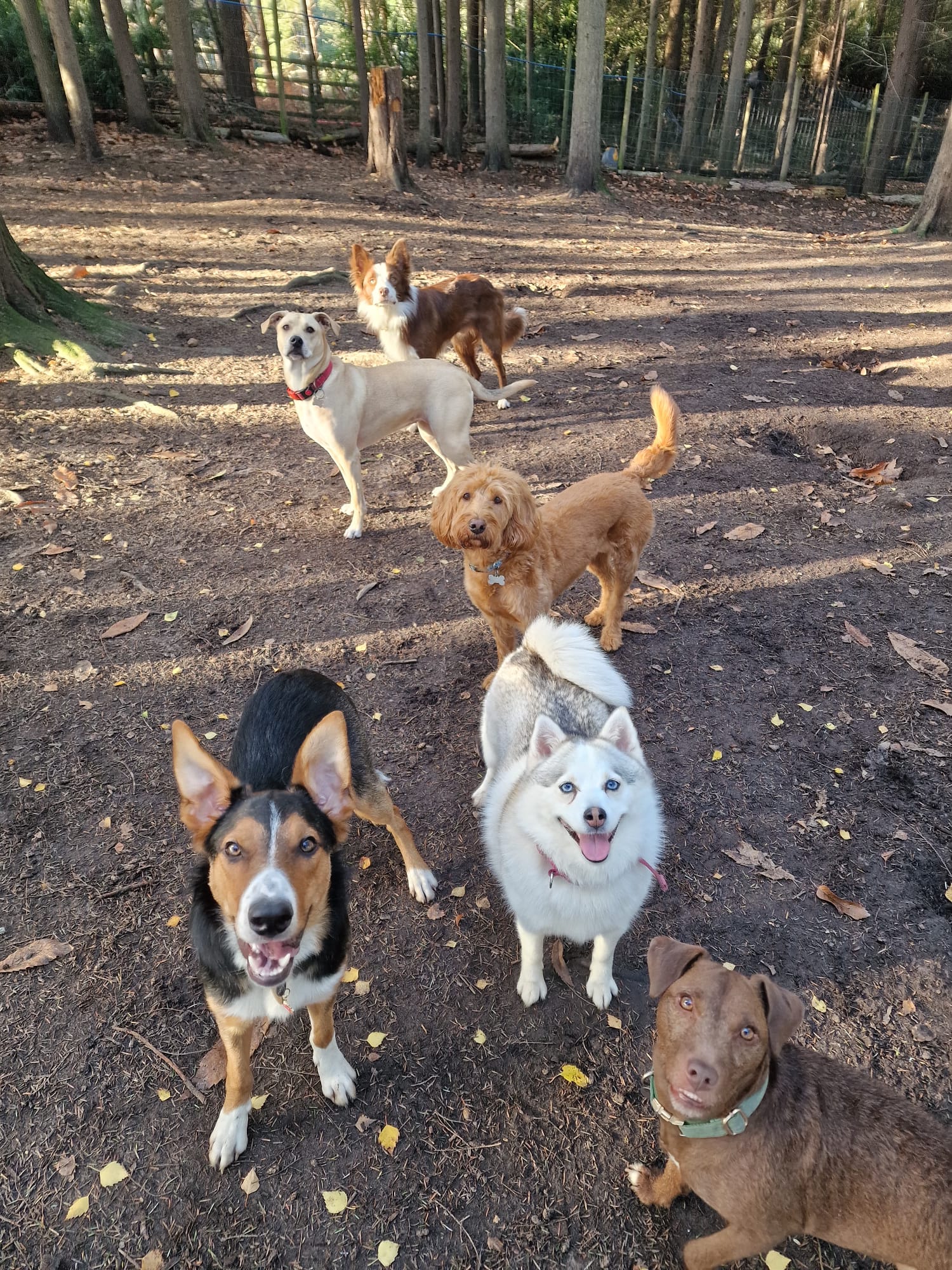 Dogs exploring together in Duncan's Dog Co. woodland