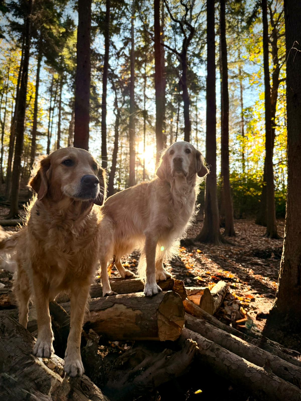 Dogs playing together at Duncan's Dog Co.