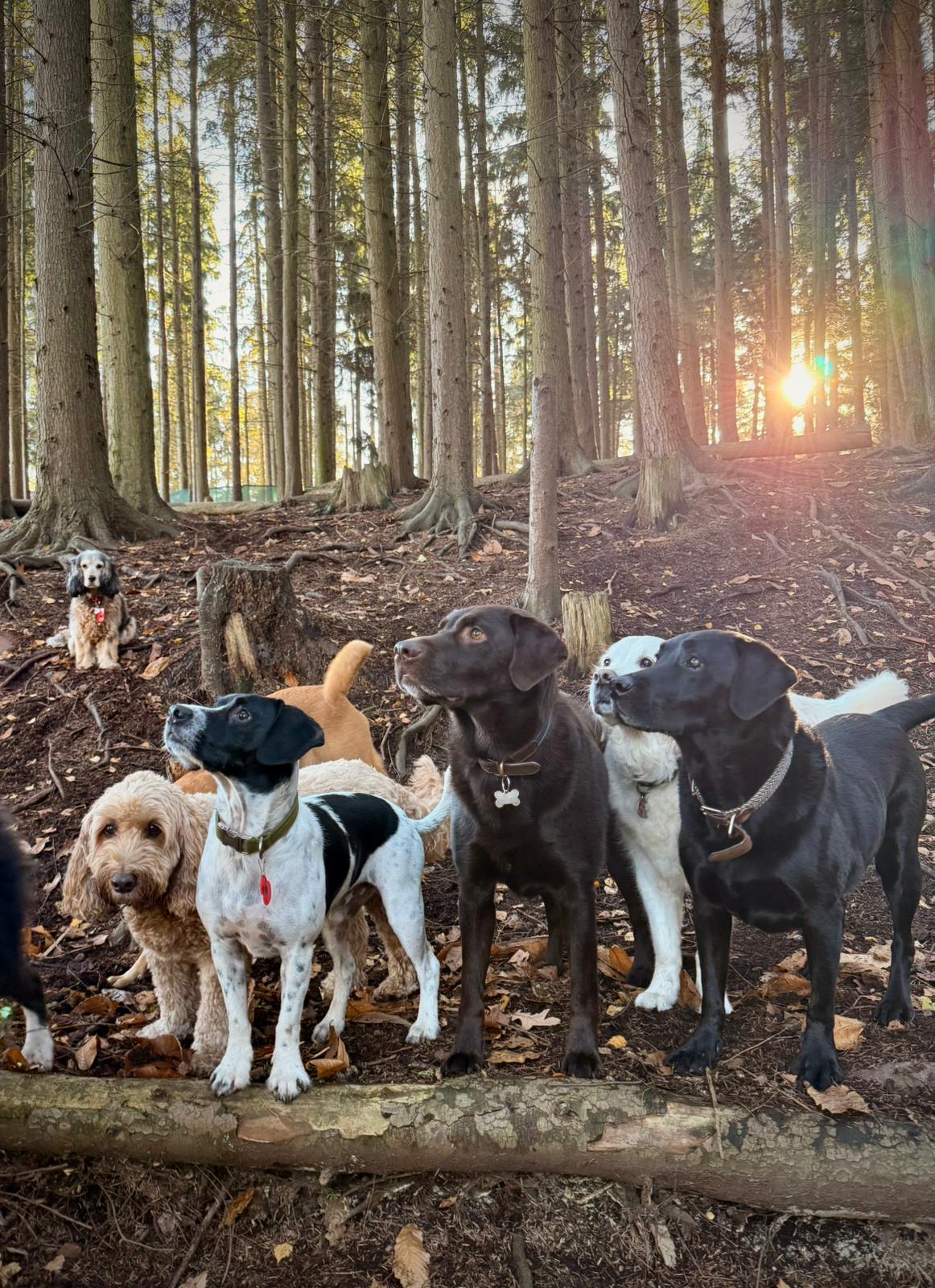 Dogs socialising in the woodland