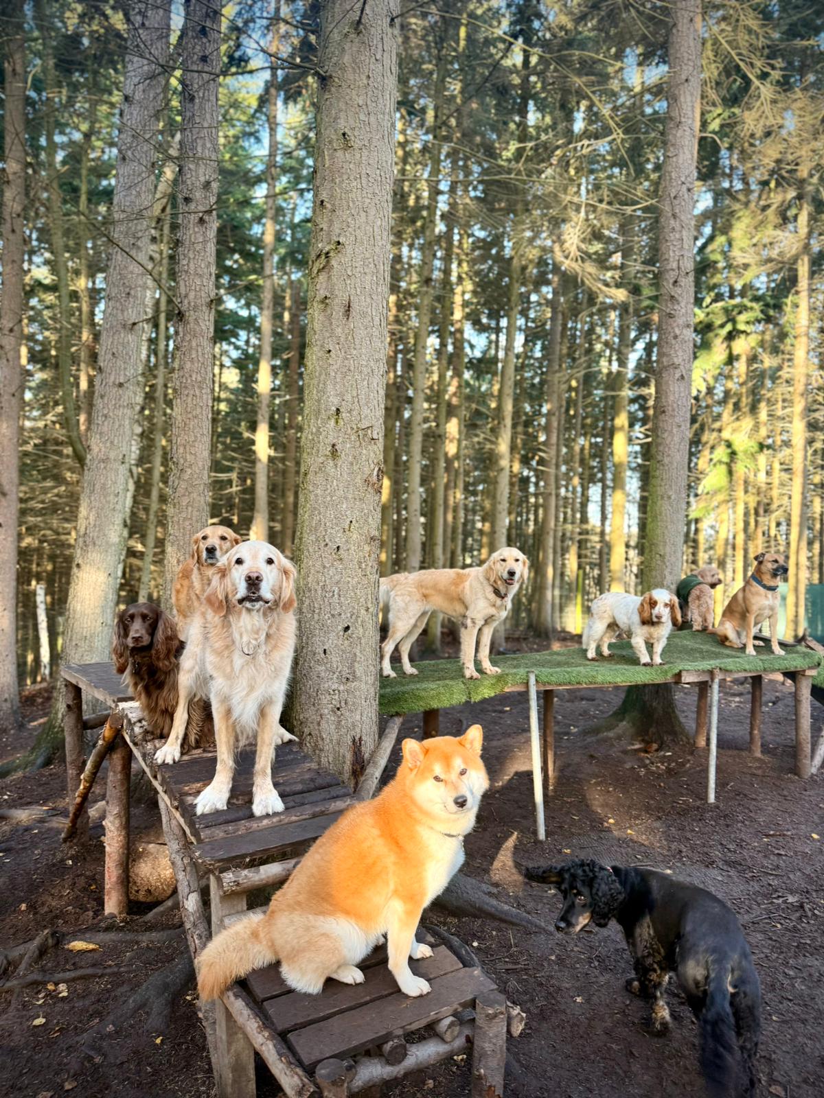 Dog Daycare vs Dog Walker: Which Is Right for Your Dog? at Duncan's Dog Co.