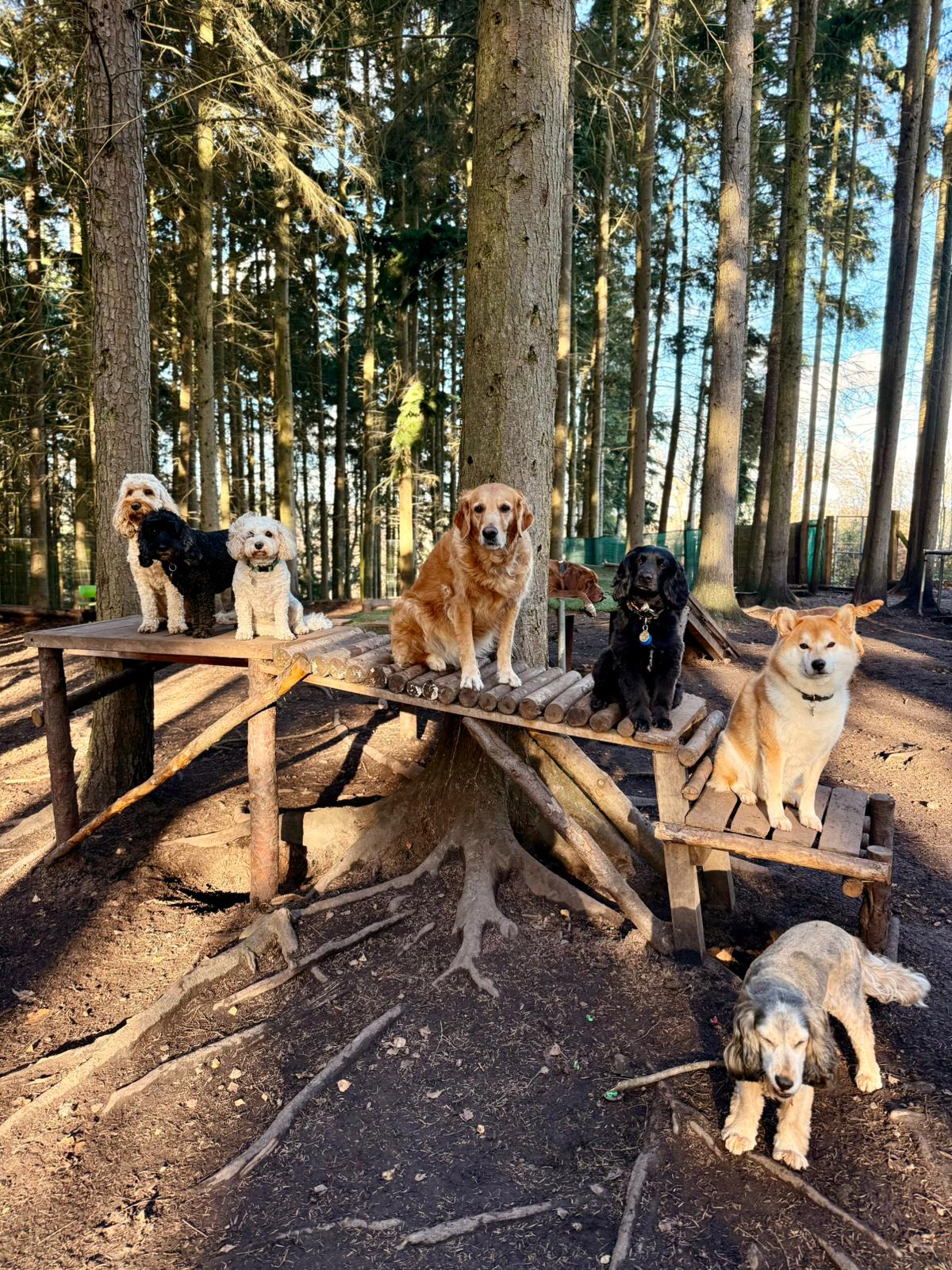Dogs together in the Cobham woodland