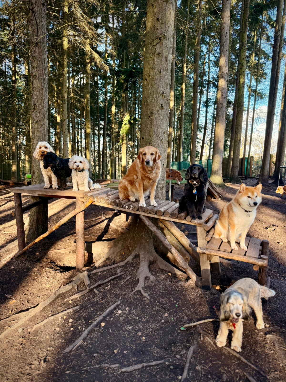 Dogs enjoying woodland daycare at Duncan's Dog Co.