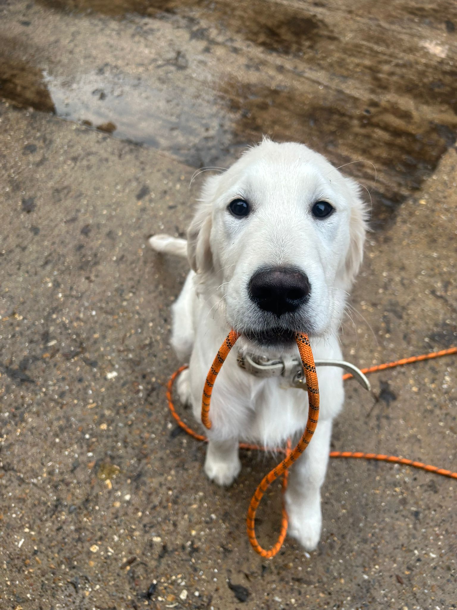 Puppy School at Duncan's Dog Co.