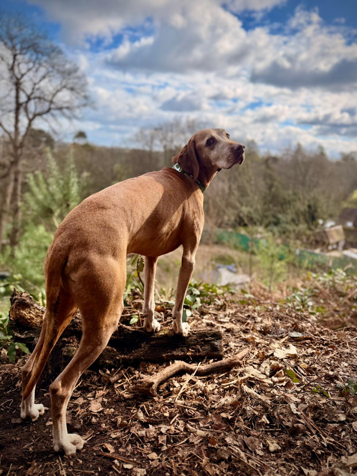 Happy dog enjoying Duncan's Dog Co. woodland daycare