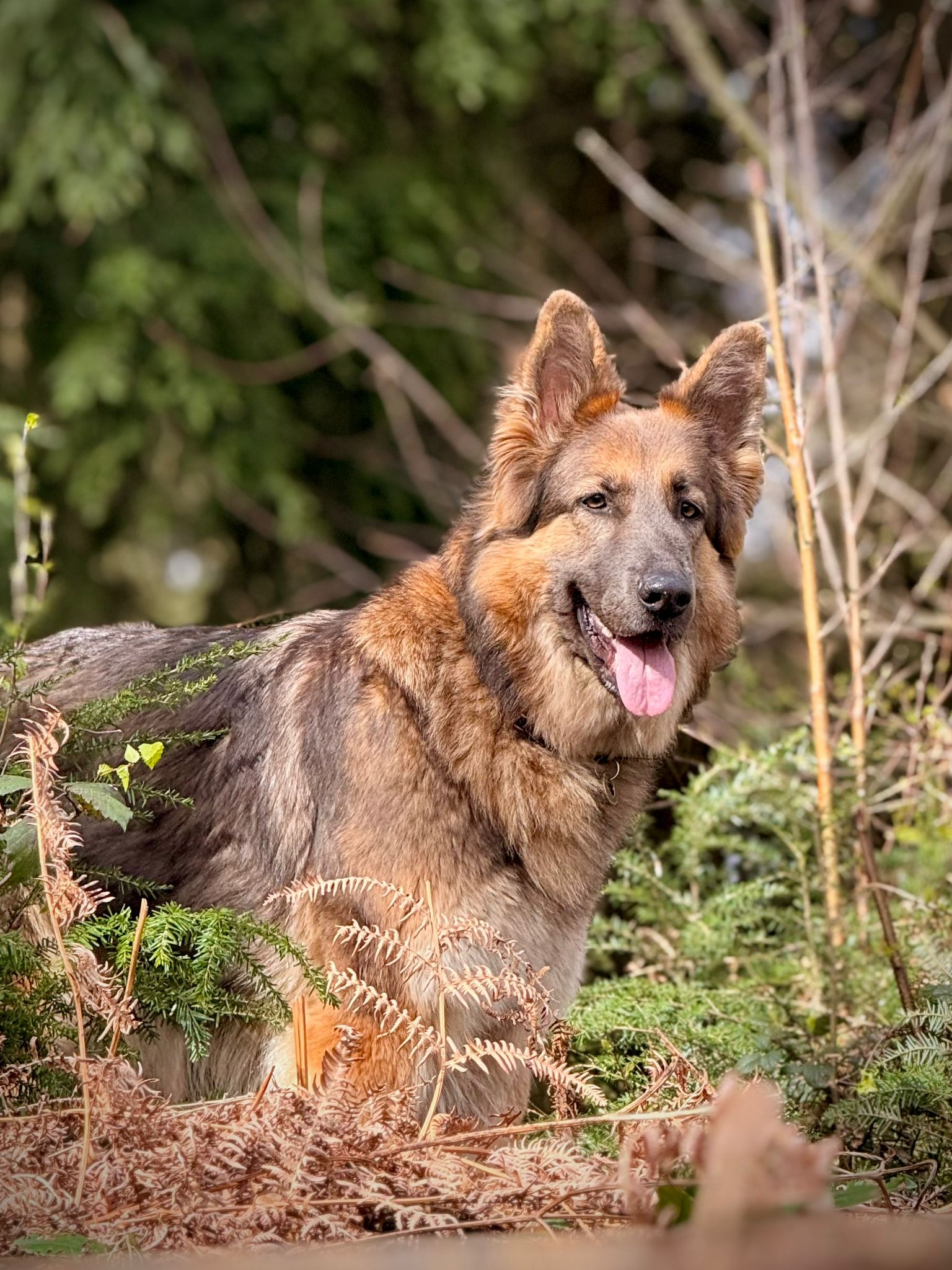 Rescue Dogs at Duncan's Dog Co.
