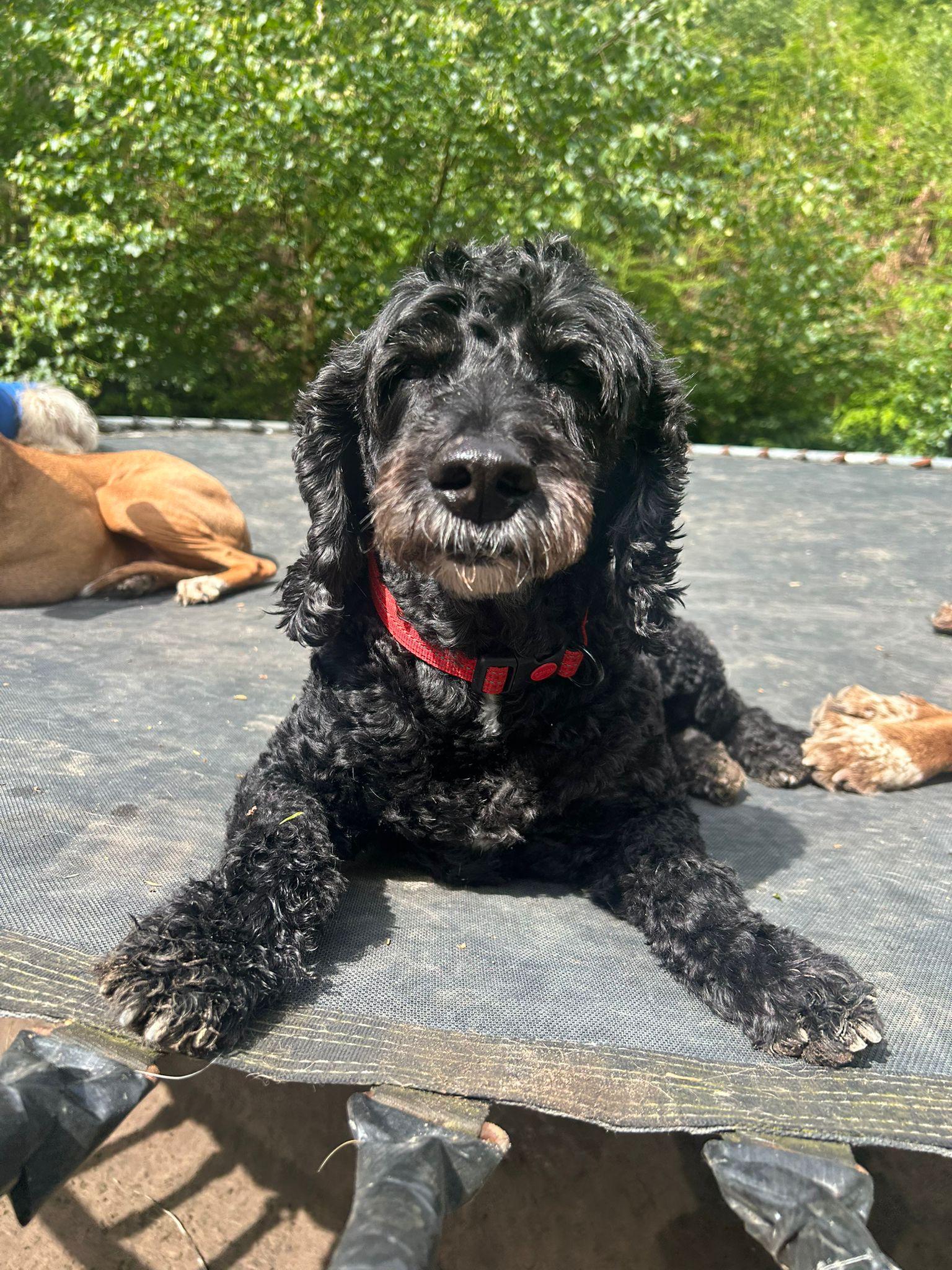 Dog Boarding vs Kennels at Duncan's Dog Co.