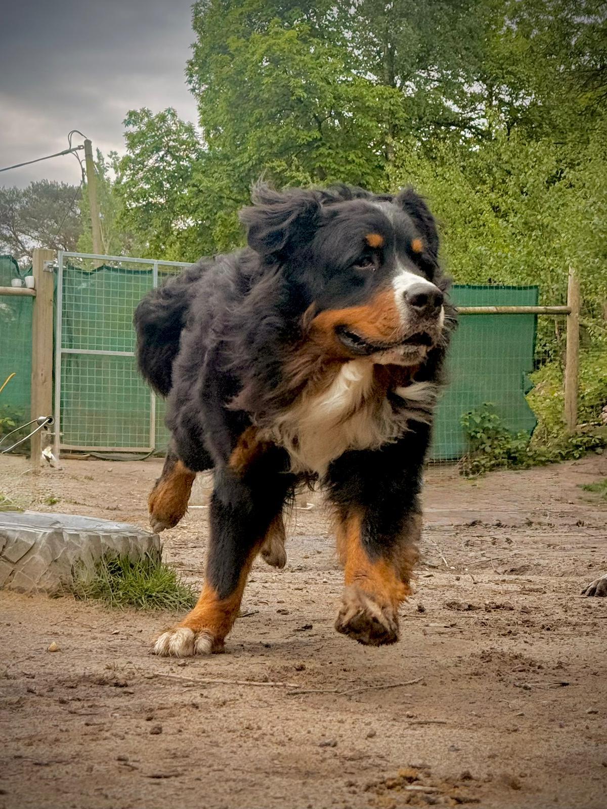 Puppy Daycare vs Puppy Classes at Duncan's Dog Co.