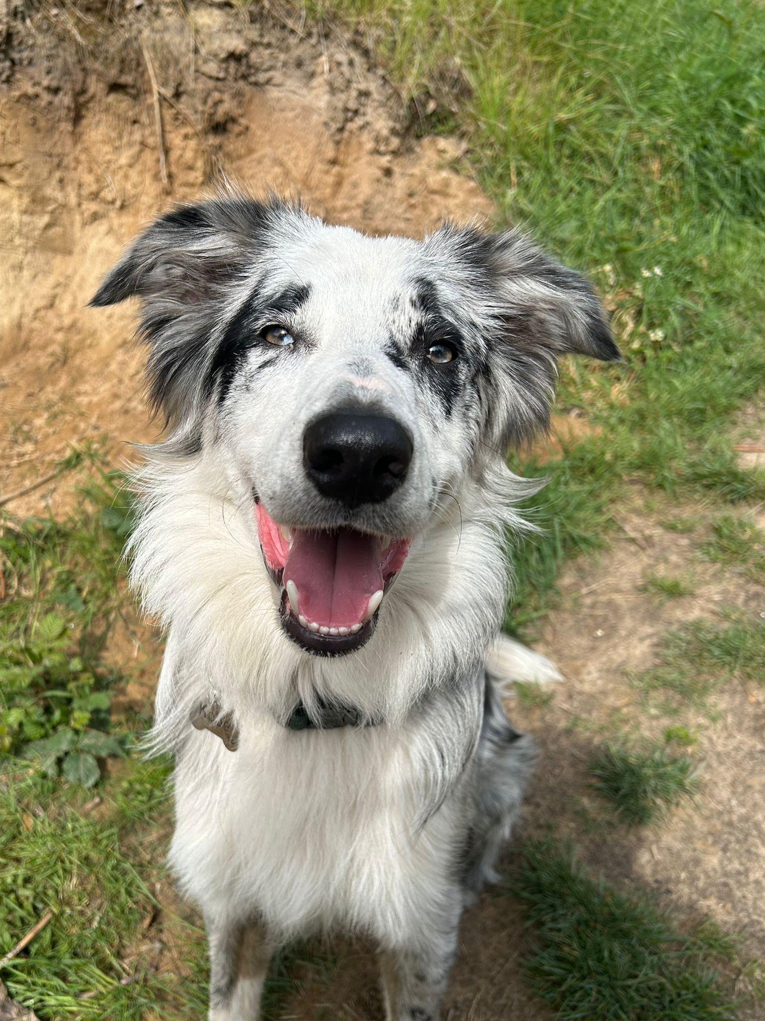 How Trial Days Work at Duncan's Dog Co.