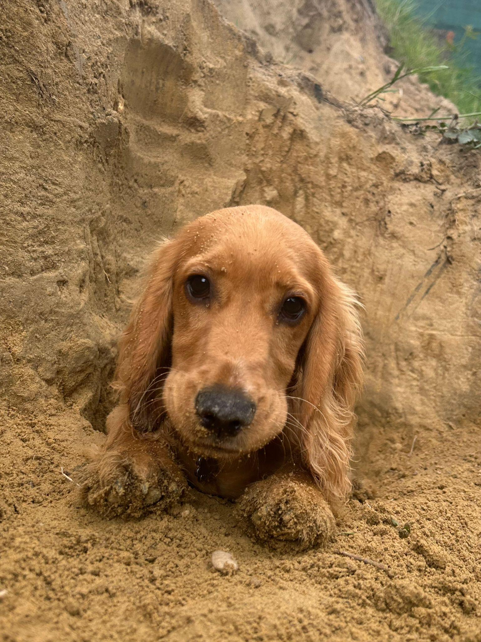 Why Dog Collection Is Part of the Care at Duncan's Dog Co.