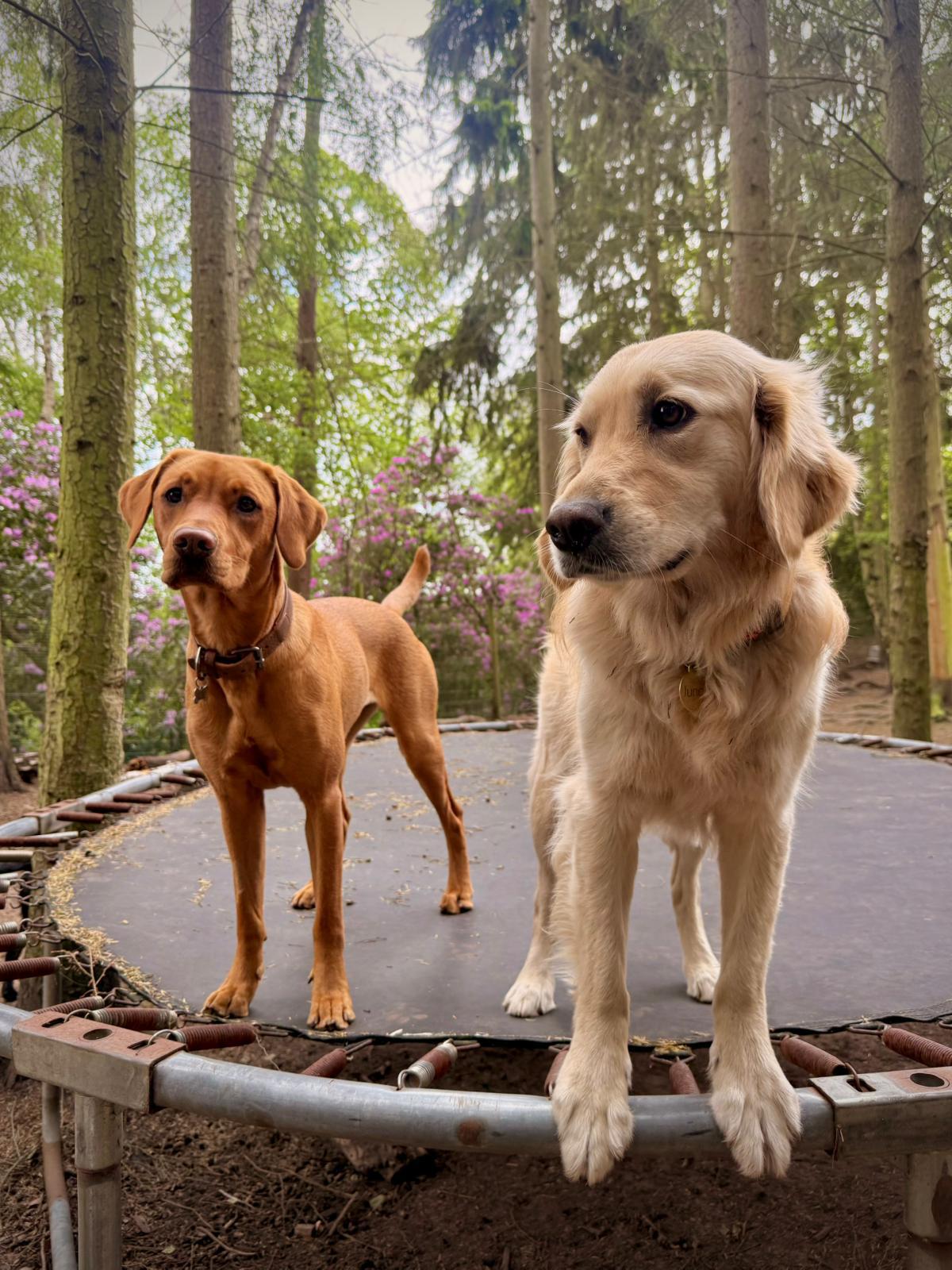 Woodland Daycare in Wet Weather at Duncan's Dog Co.
