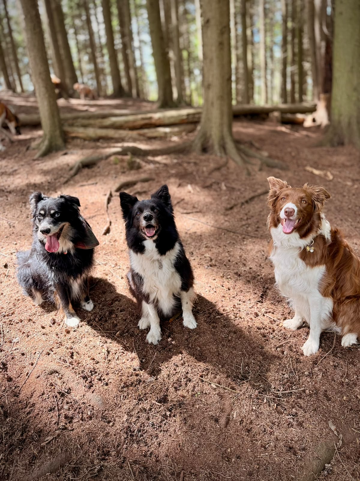 Signs Your Dog Needs More Enrichment (And What to Do About It) at Duncan's Dog Co.