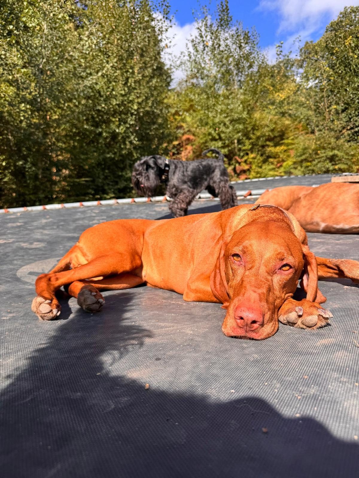 A dog stretched out resting in the sun