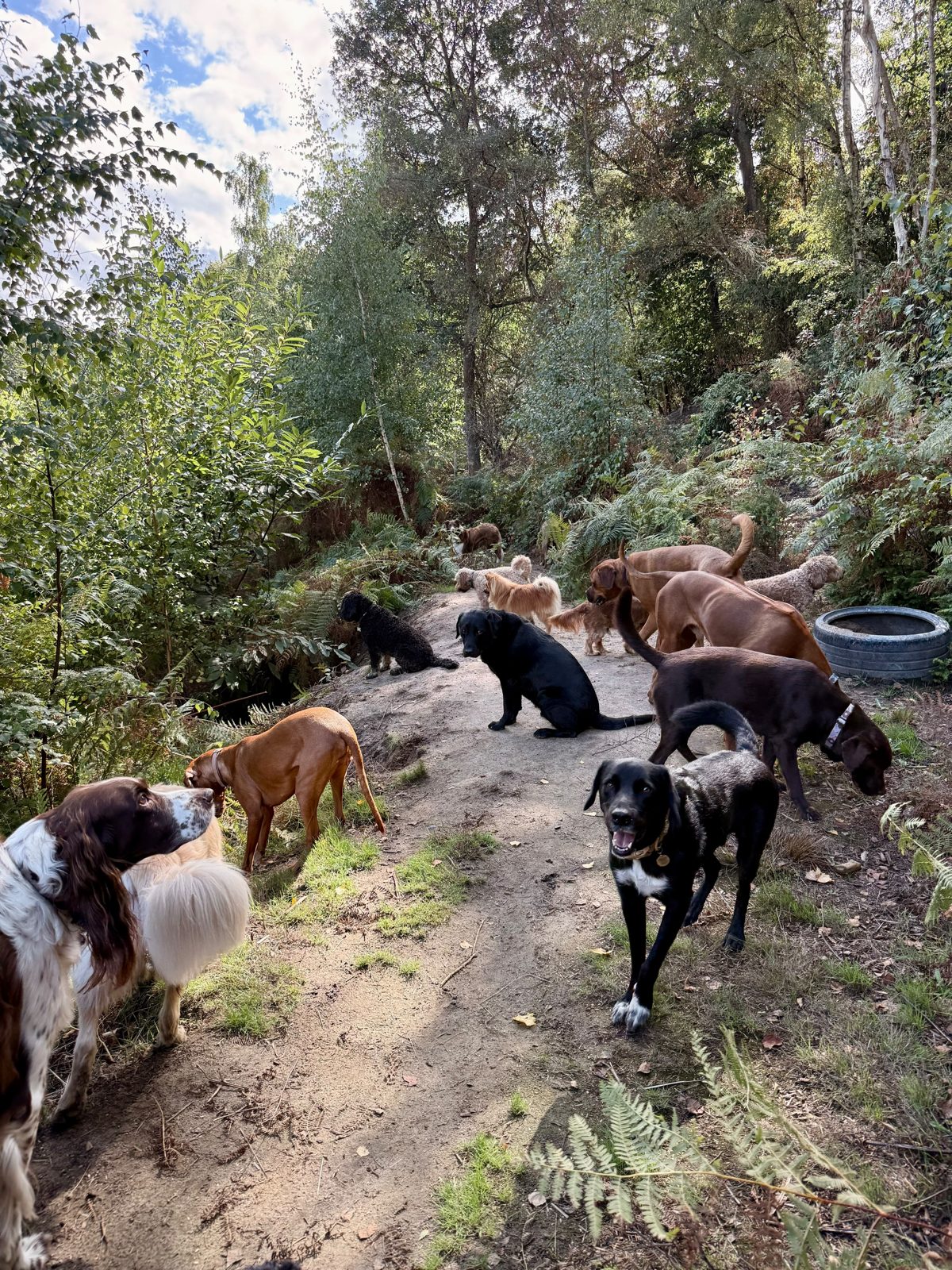 A group of dogs heading along the woodland path