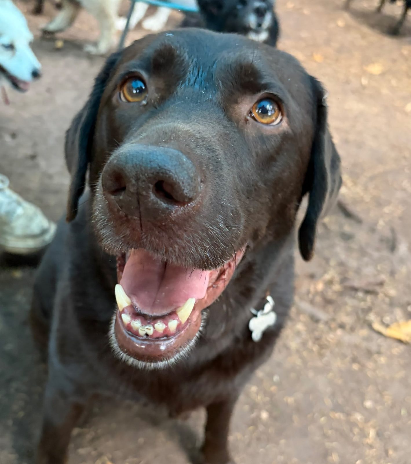 A happy black labrador in the woodland