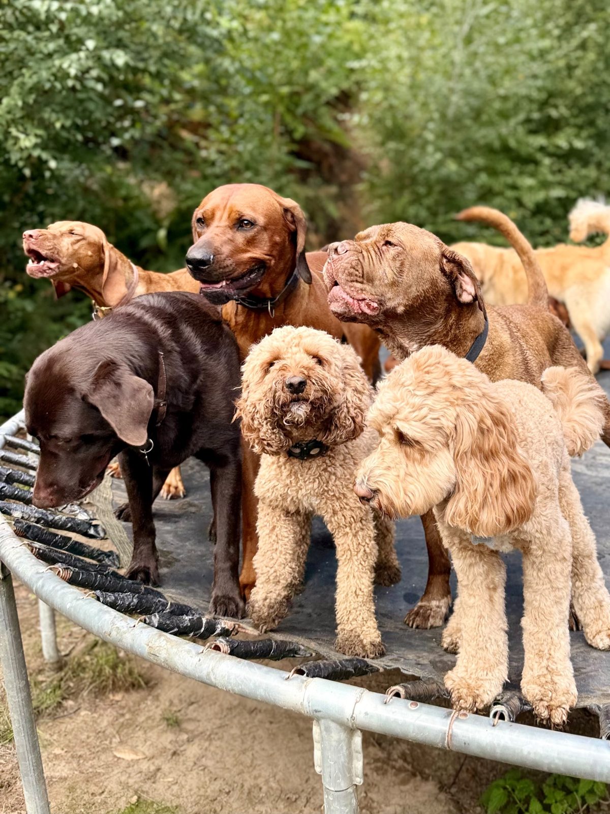 A group of dogs together at Duncan's Dog Co.