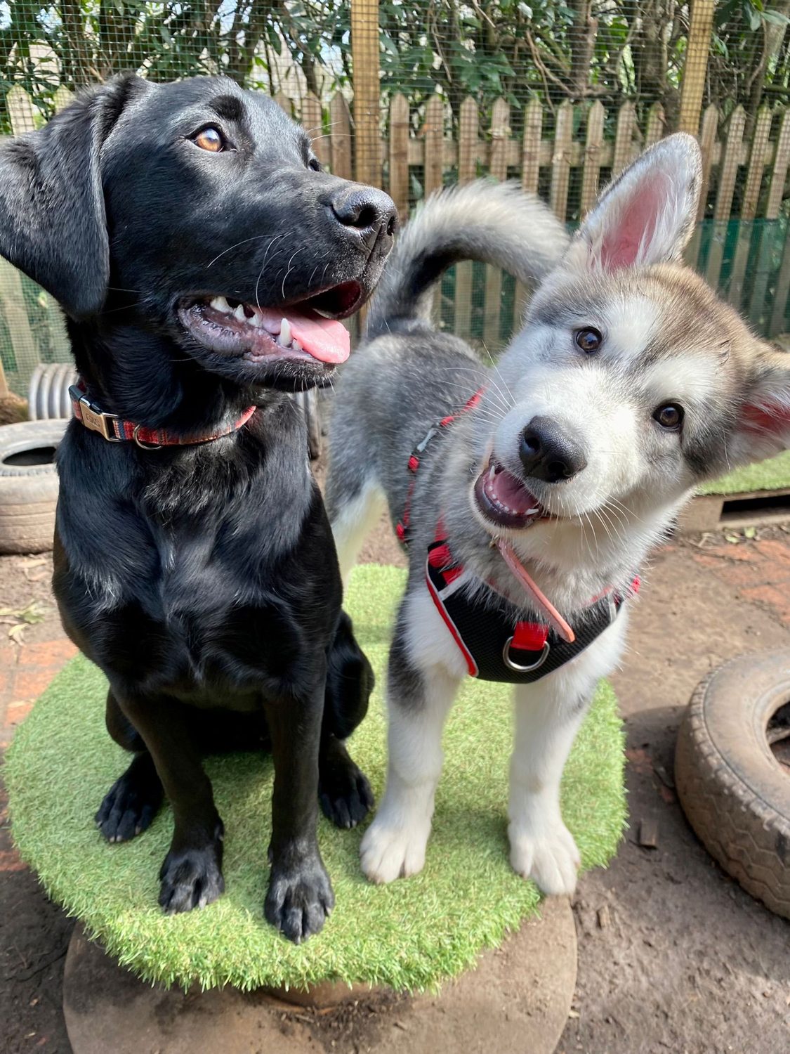 Duncan's Dog Co. woodland dog care