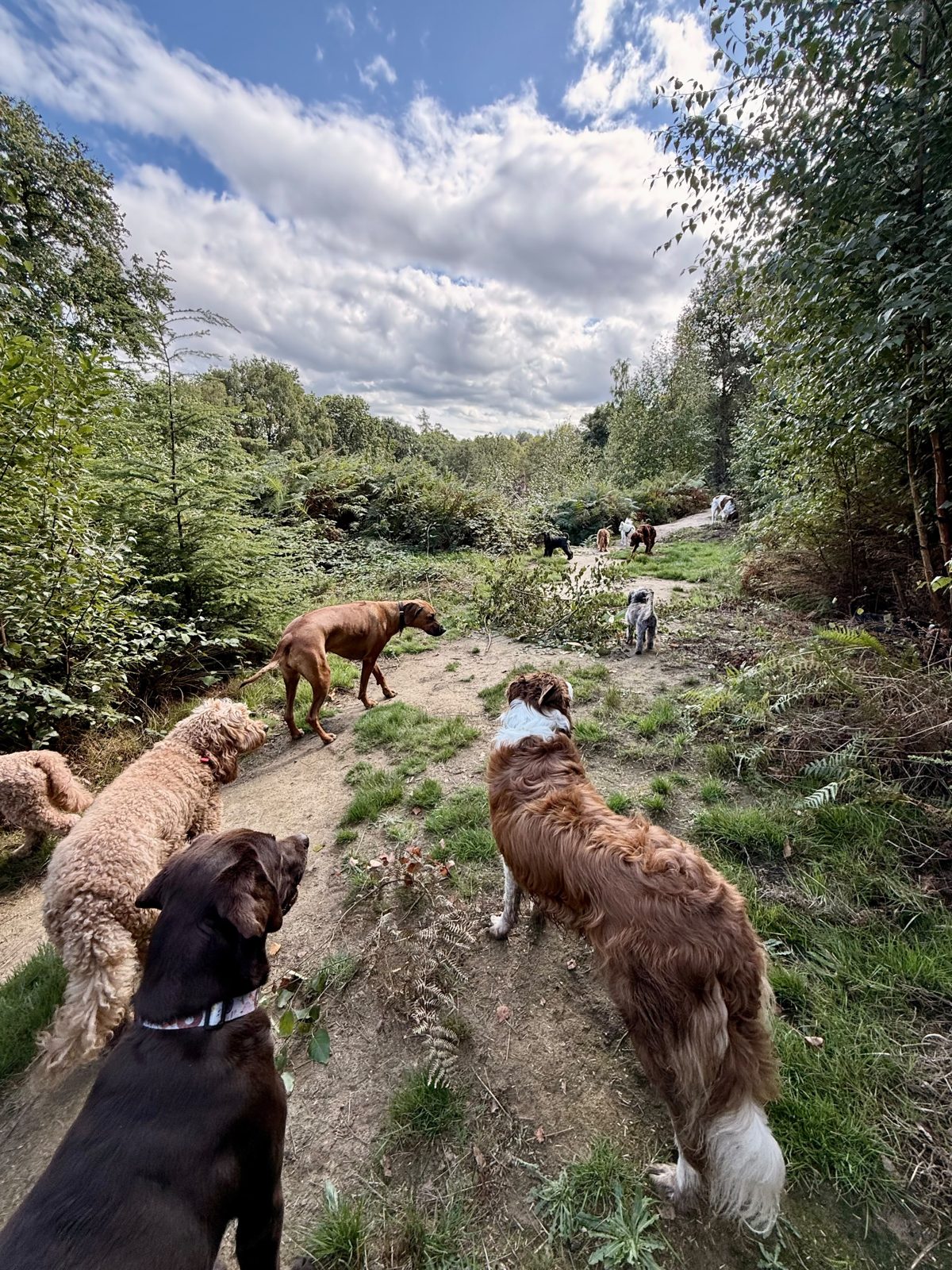 Dogs walking through the woodland at Duncan's Dog Co.