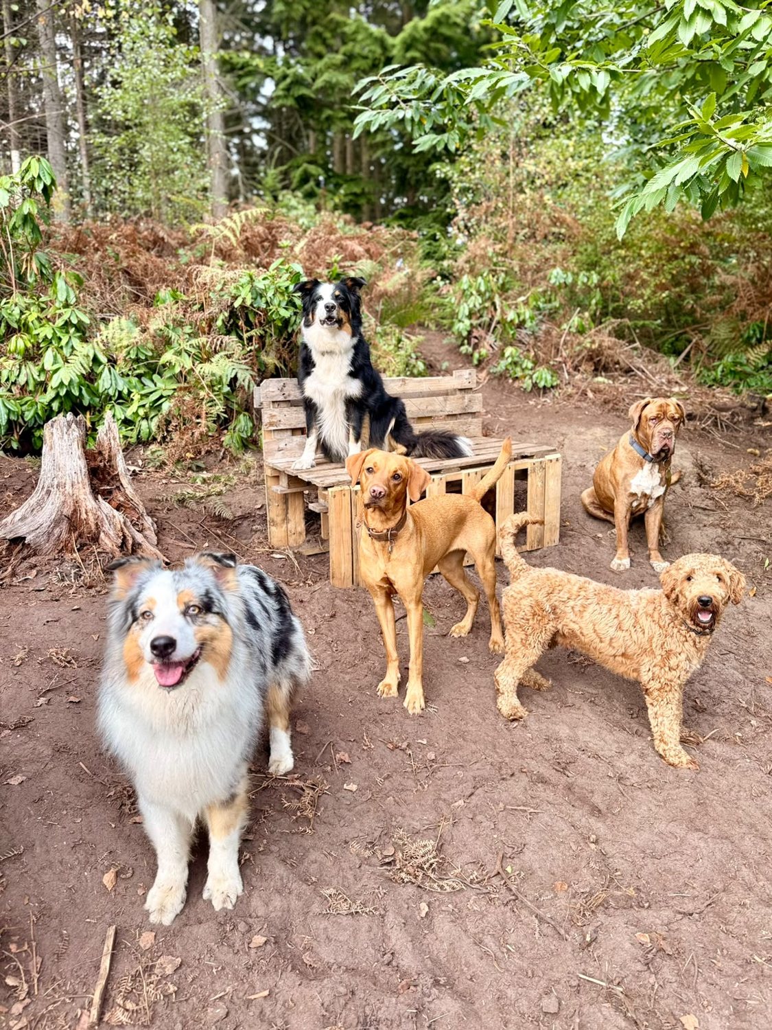 Doggy Daycare at Duncan's Dog Co.