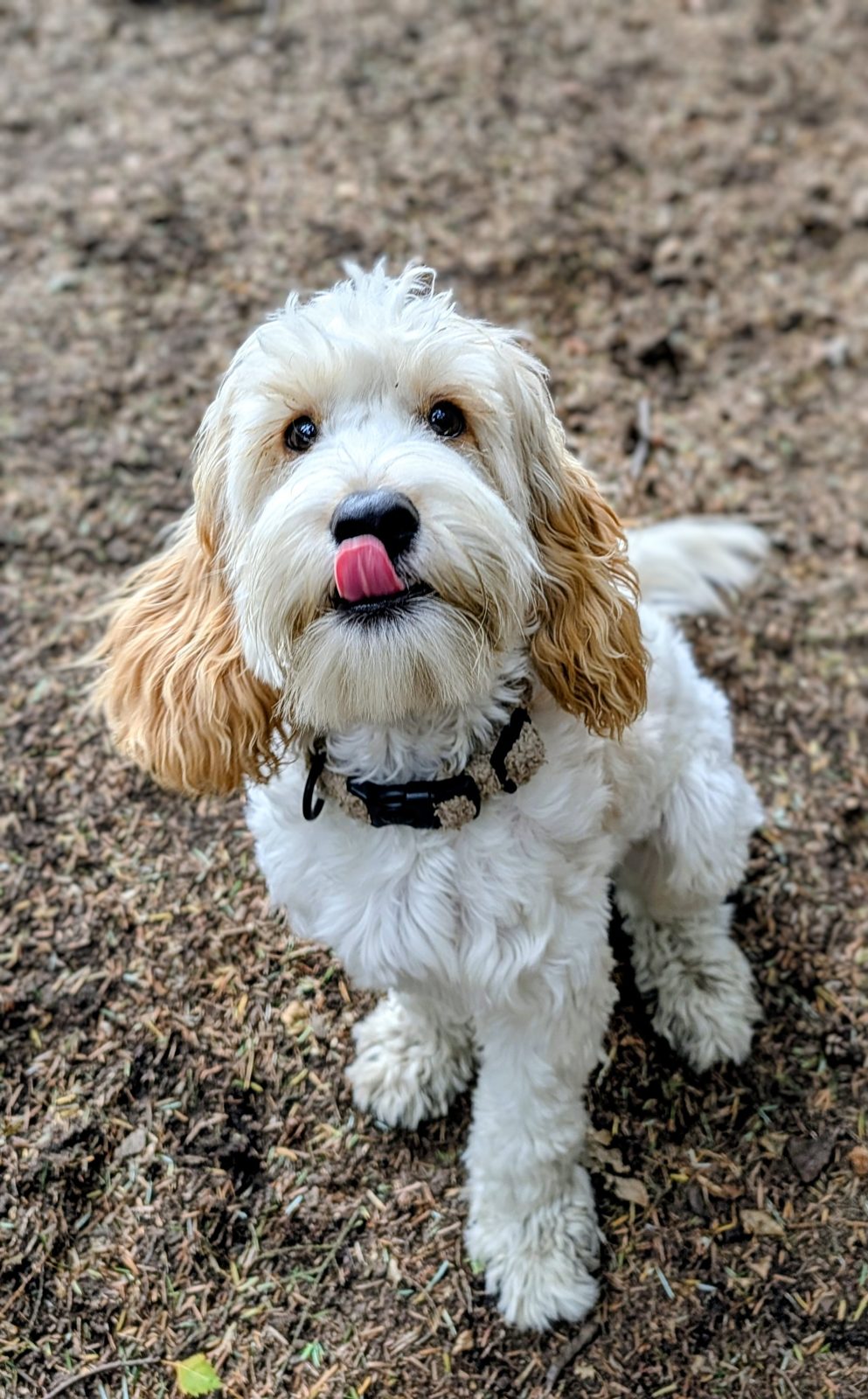 Puppy School at Duncan's Dog Co.