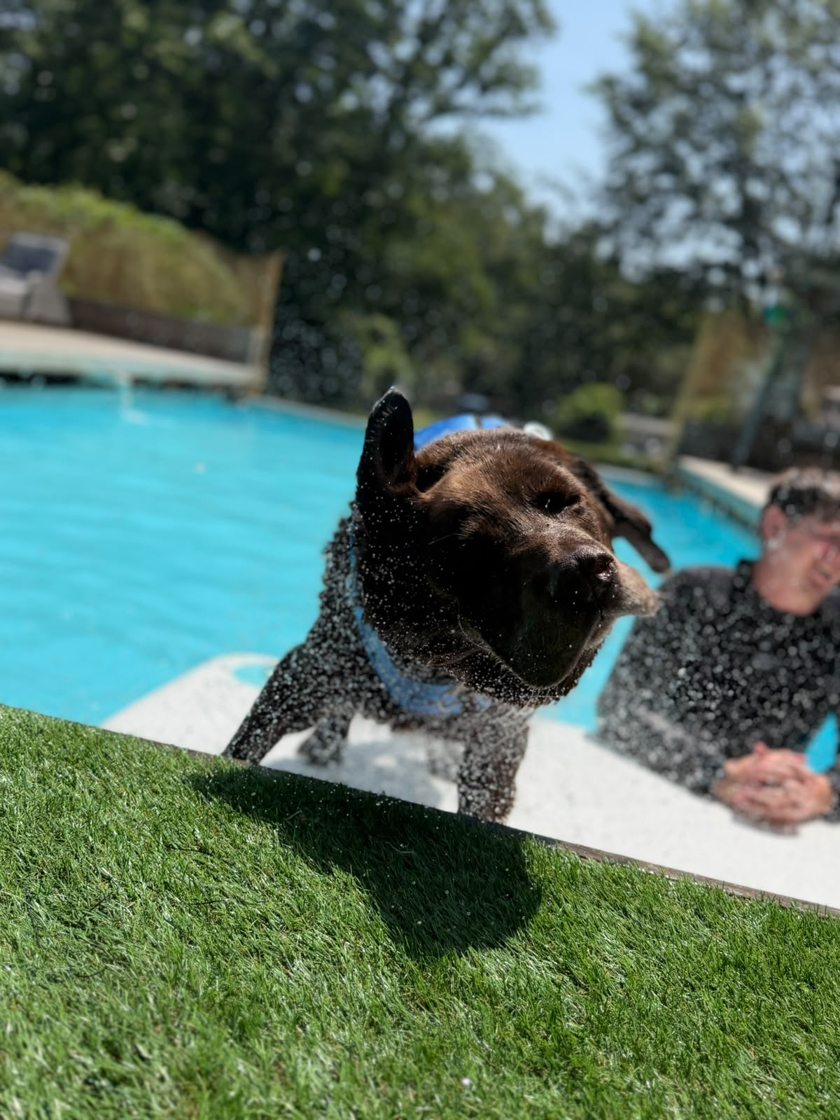 Happy dog after a SPLASH swimming session at Duncan's Dog Co.