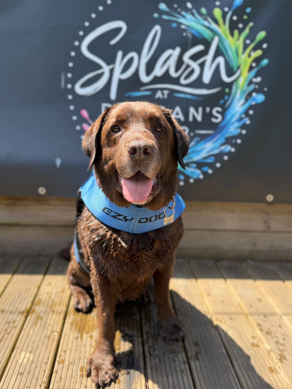 Chocolate Labrador at SPLASH at Duncan's Dog Co.